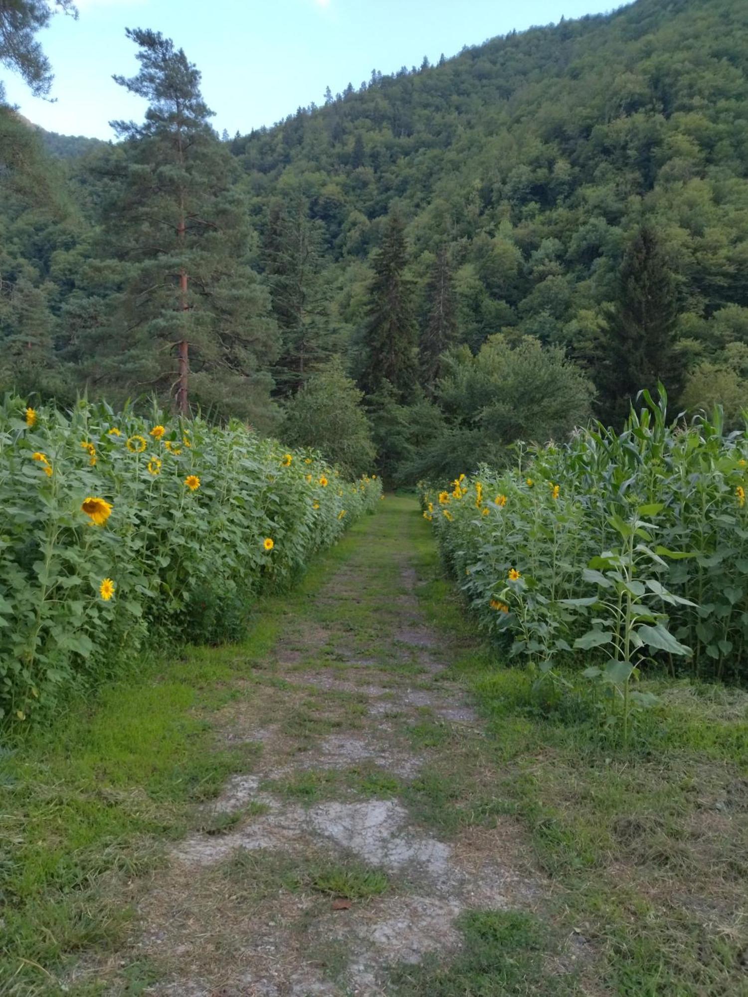 Hotel Alismereti Zekari Dış mekan fotoğraf